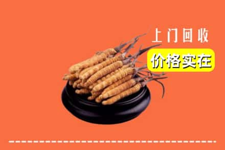 鹰潭余江区回收冬虫夏草